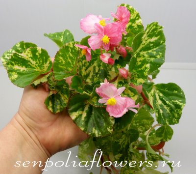 Бегония Вечноцветущая Вариегатная Begonia semperflorens variegata